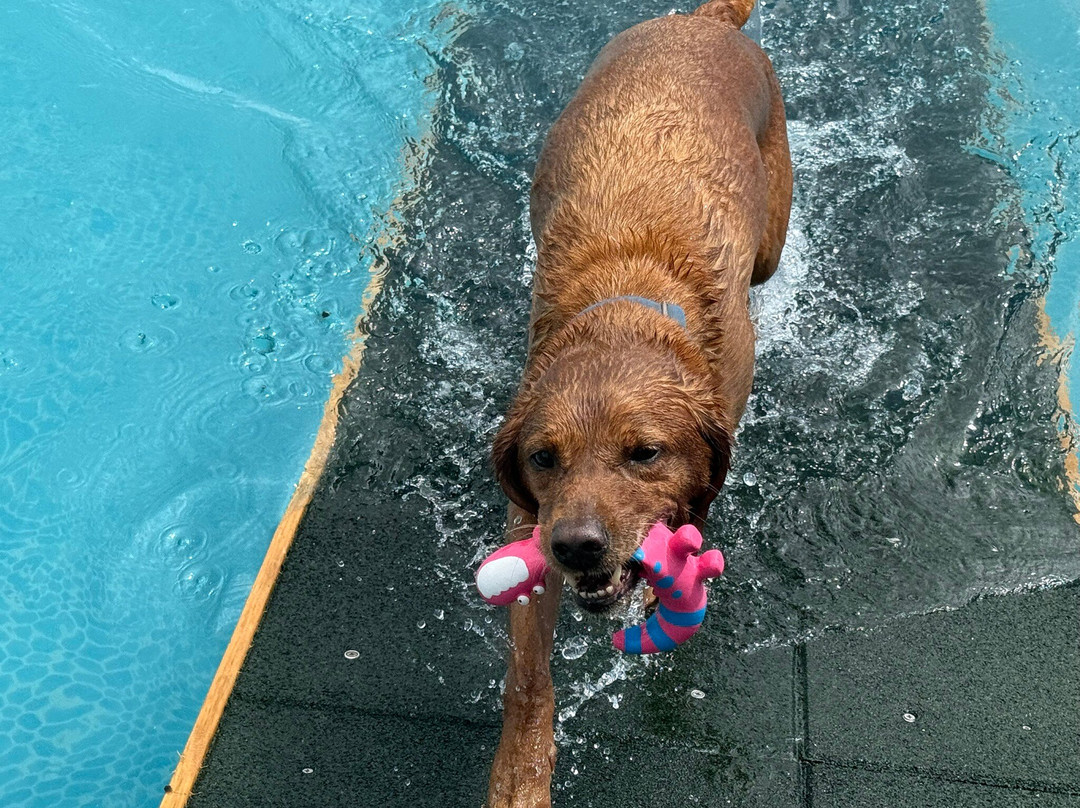 Swim Dog-纽奎必去景点