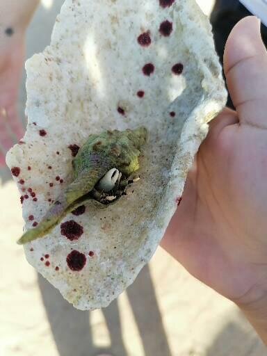 JAZ Neo Reef Marsa-泳池