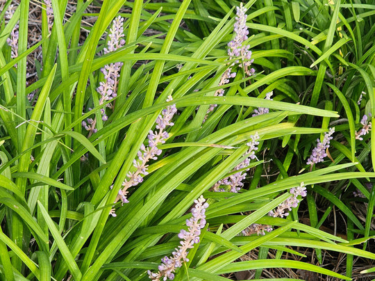 Pinederosa Park-Westlake必去景点