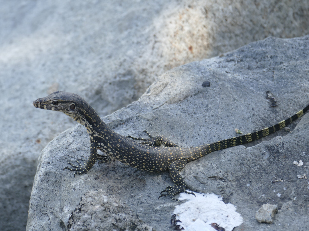 Sandakan Waterfront-山打根必去景点