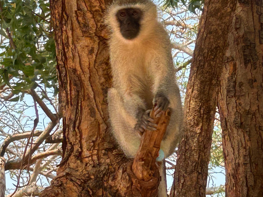 Zimba tours and safaris-瓦塔木必去景点