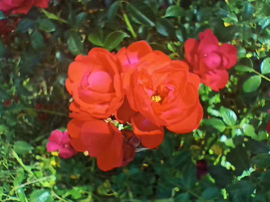 Le Jardin Des Osmanthes