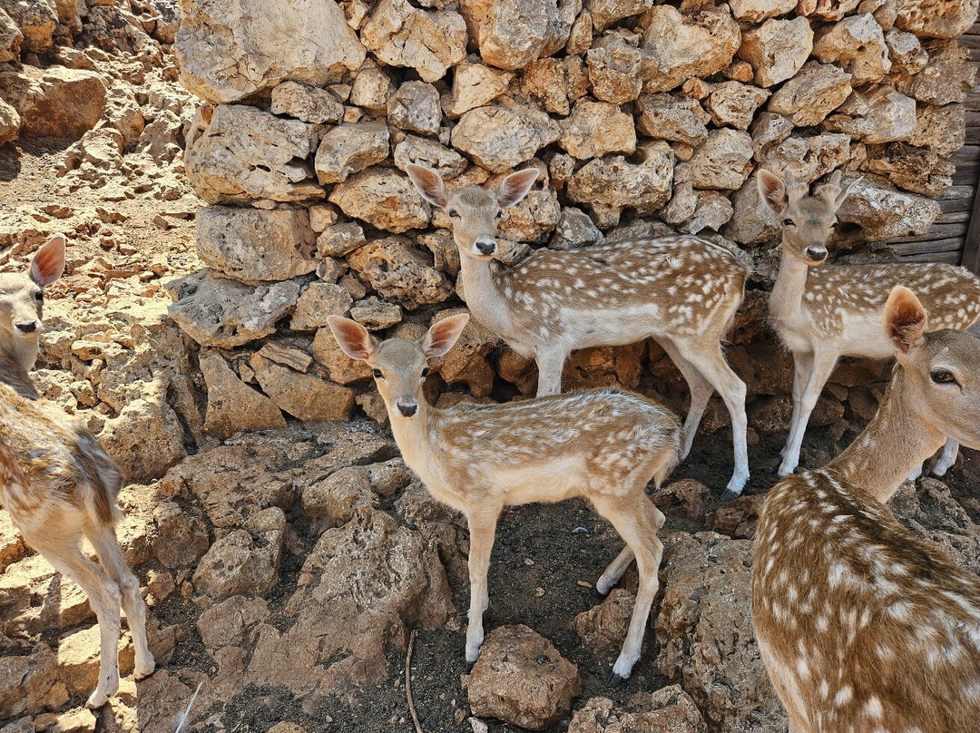 Askos Stone Park-沃利迈斯必去景点