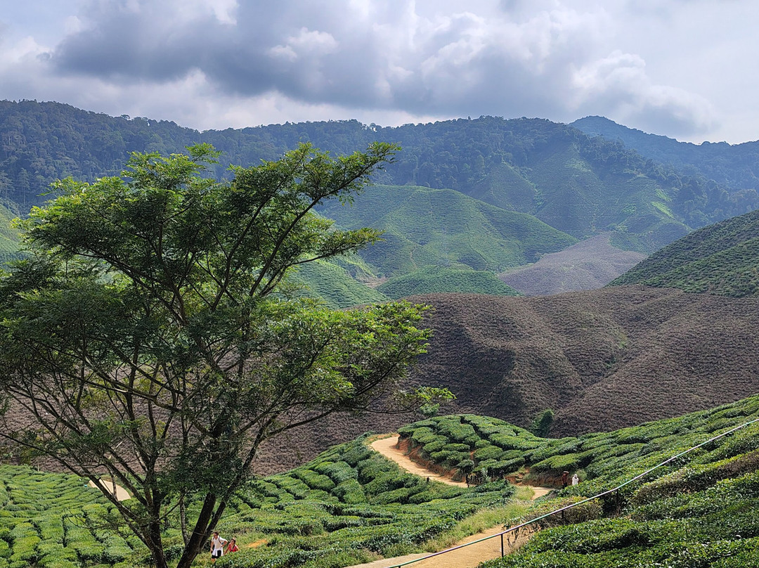 Cameron Valley Tea-丹那拉塔必去景点