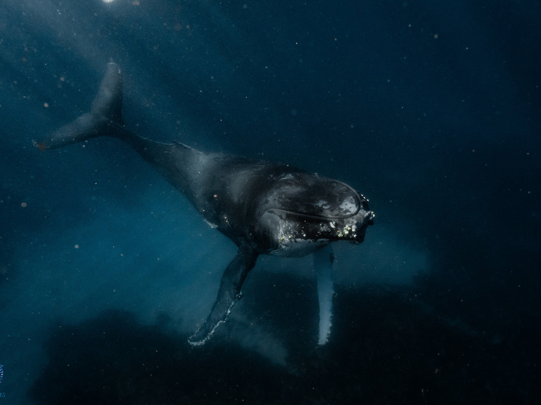 Coastal Adventure Tours (wa)-珊瑚湾必去景点