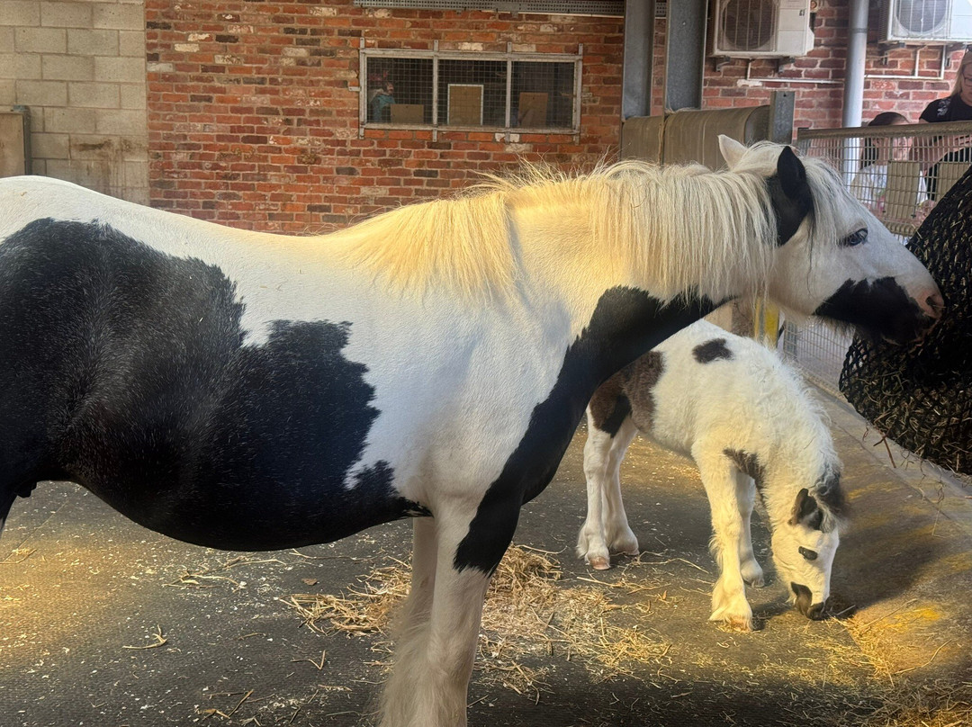 World Horse Welfare Penny Farm-黑潭必去景点