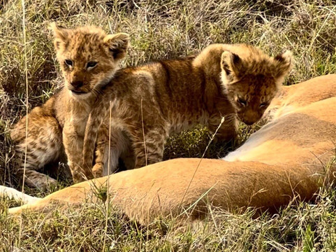 Key2Africa Safaris-阿鲁沙必去景点