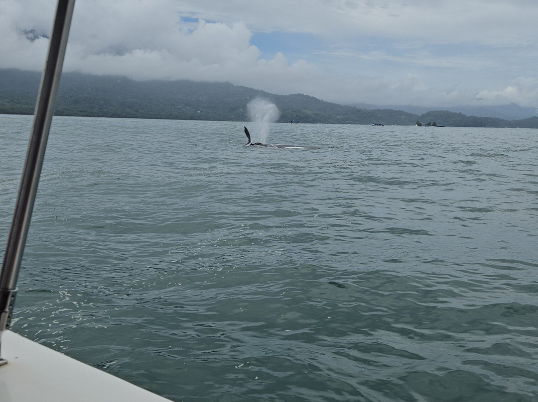 Ballena Tour Costa Rica-鲸城必去景点