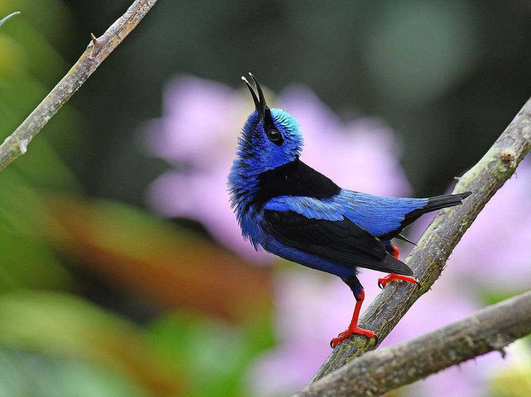 Bella Aventura Costa Rica-Santo Domingo de Heredia必去景点
