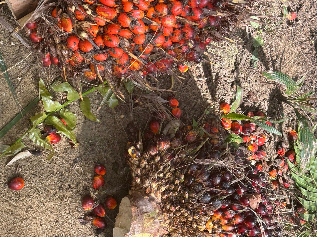 Melaka On Bike - Day Tours-马六甲必去景点