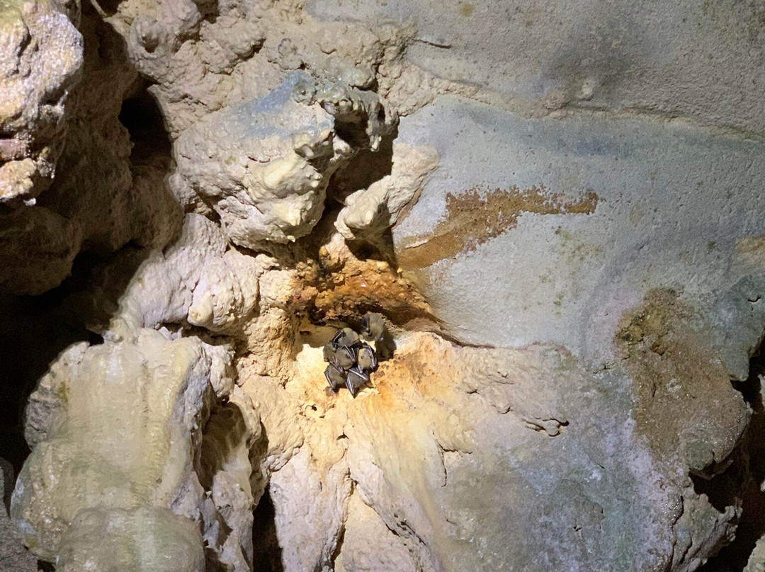 Mulu Caves-美里必去景点