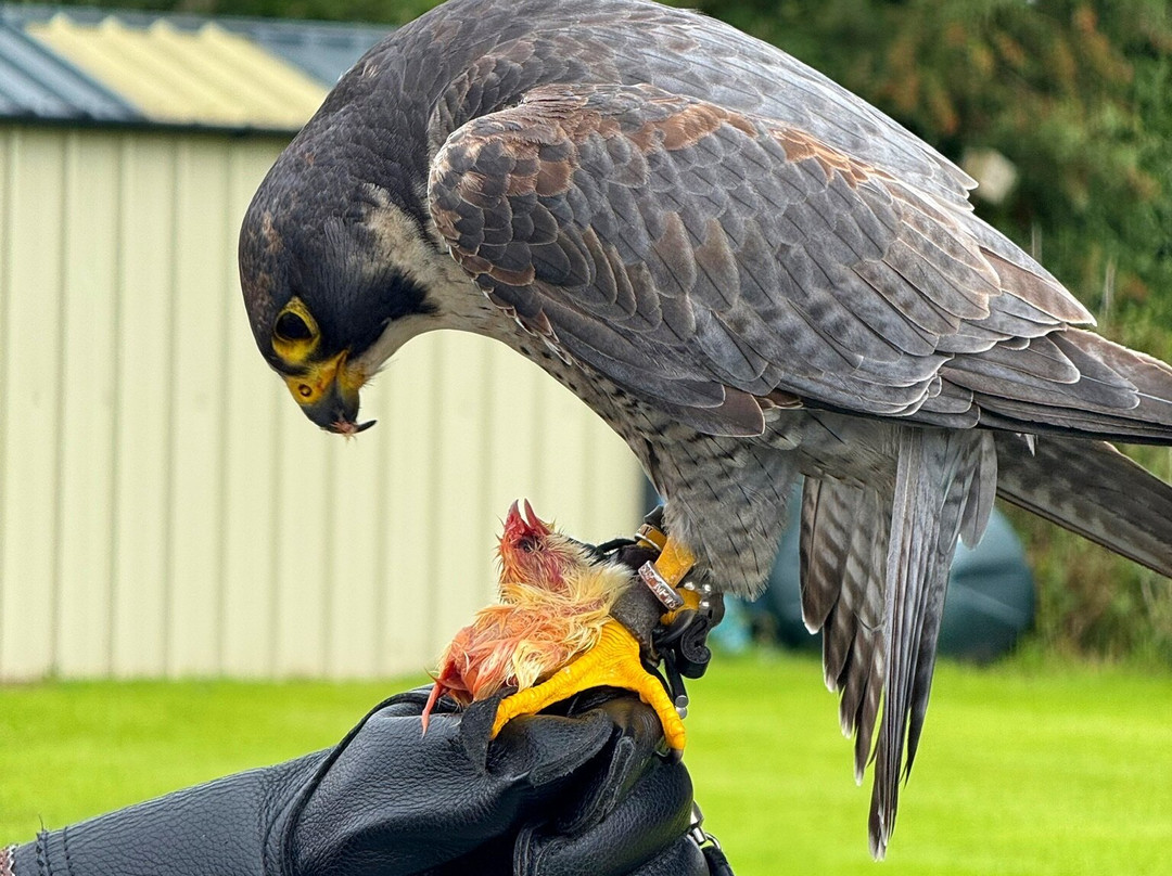 Faha Falconry-Faha必去景点