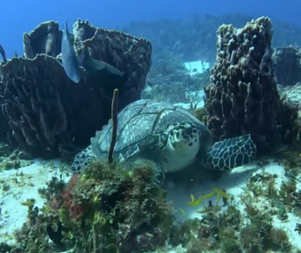 Jaguar Divers-普拉亚德尔卡曼必去景点