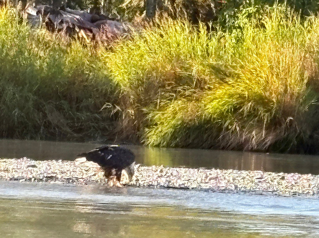 Chadwick's Fishing Guide Service-索尔多特纳必去景点