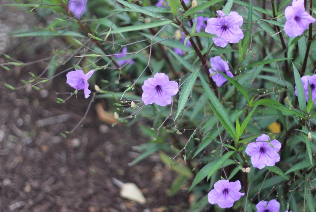 Miller Park-布卢明顿必去景点