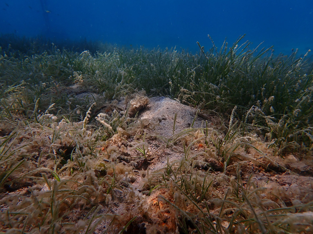 Trogir Diving Center - Day Dive-欧克鲁格勾基必去景点