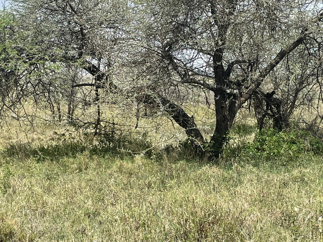 Lucas' African adventures-阿鲁沙必去景点