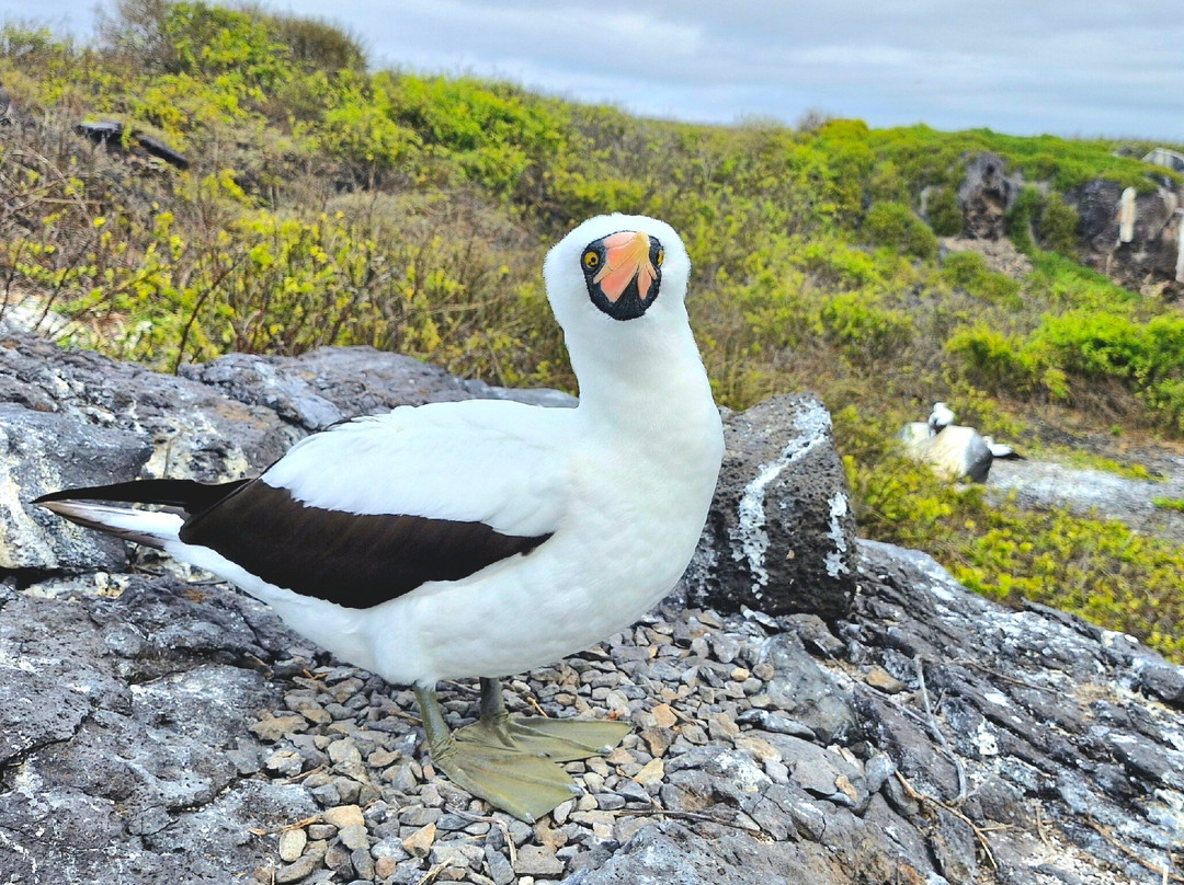 Punta Suarez-Espanola必去景点