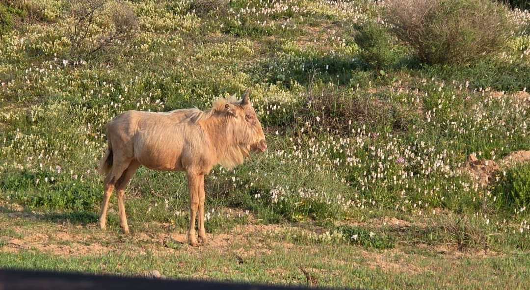 L'Ermitage Quagga Lodge主图