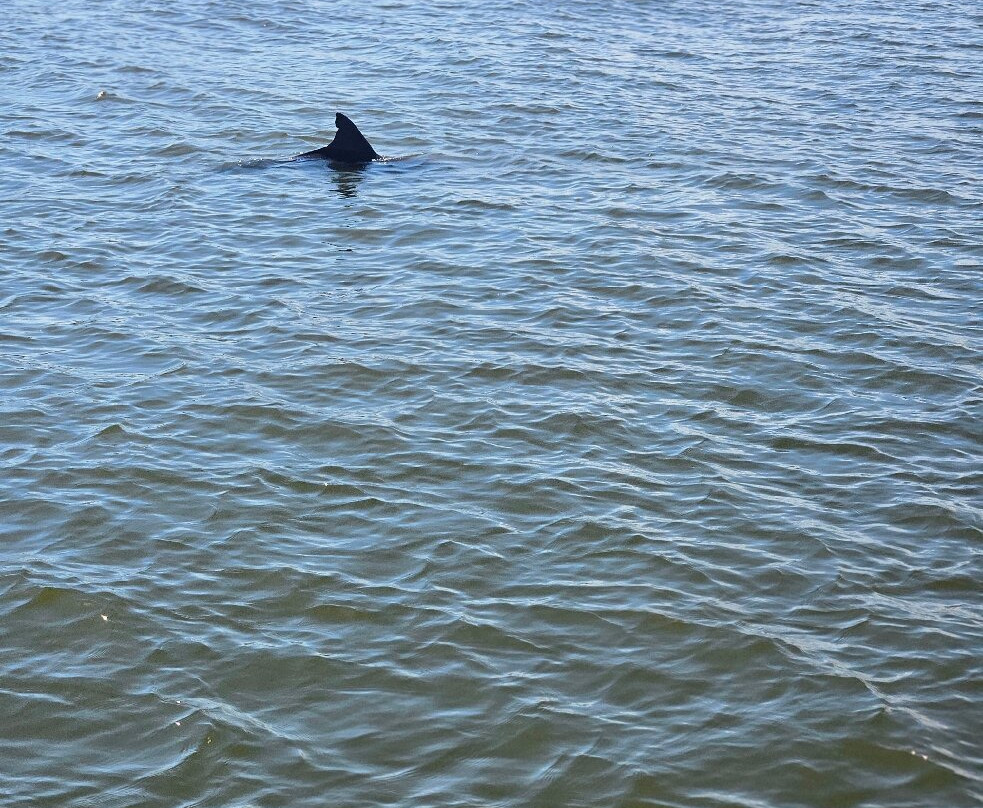 Dolphins Down Under-橙色海湾必去景点