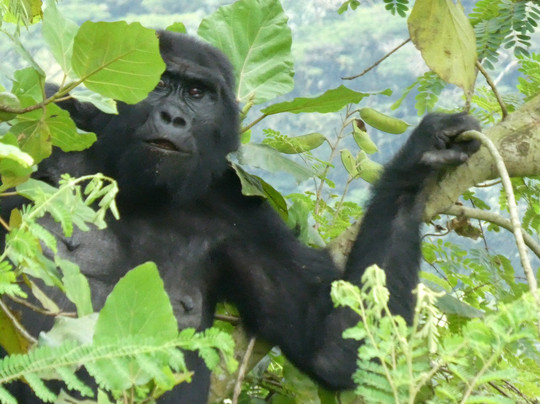 4x4 Uganda-恩德培必去景点