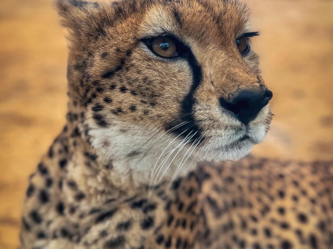 Desert Day at the Jack Joseph and Morton Mandel Zoo-贝尔谢巴必去景点