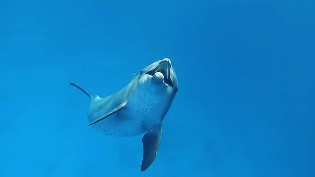 Sataya Dolphin Reef-马萨阿拉姆必去景点