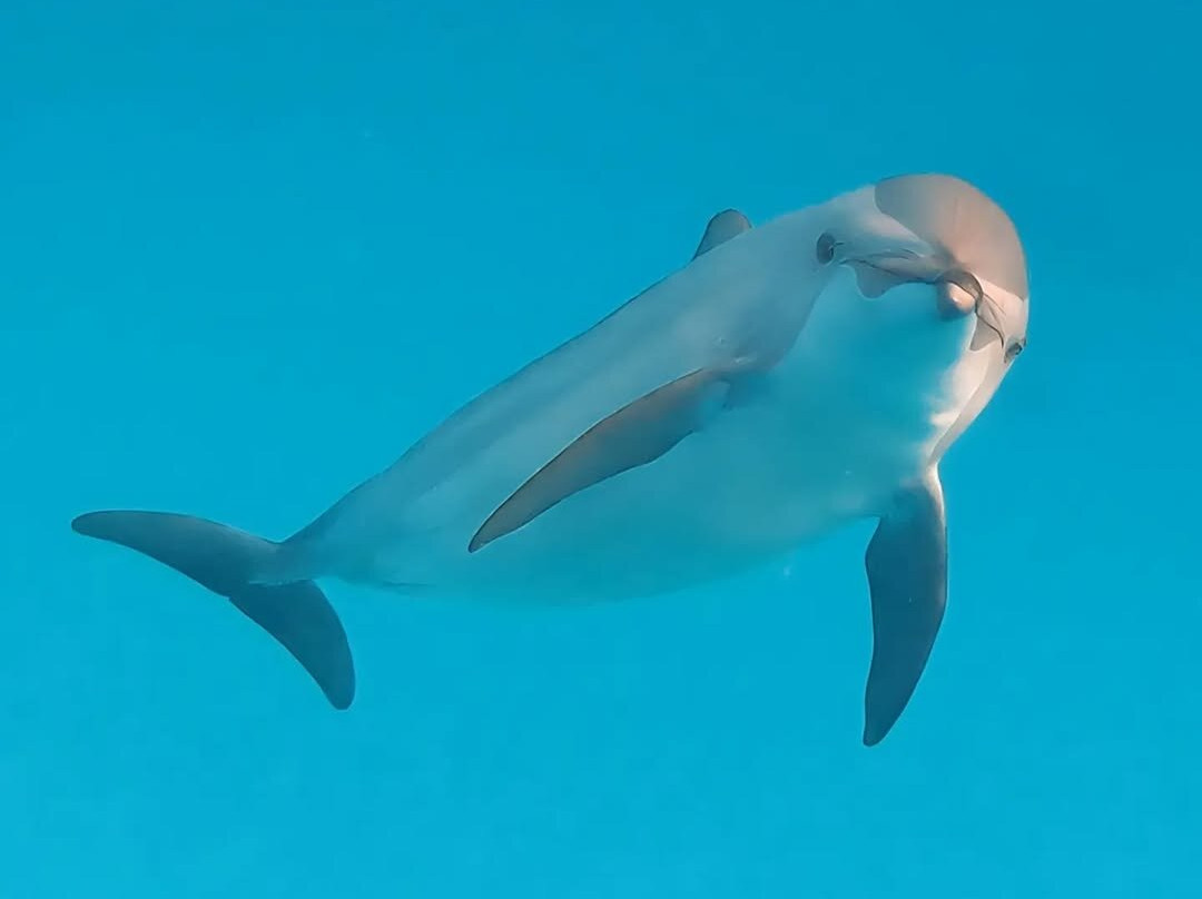 Sataya Dolphin Reef-马萨阿拉姆必去景点