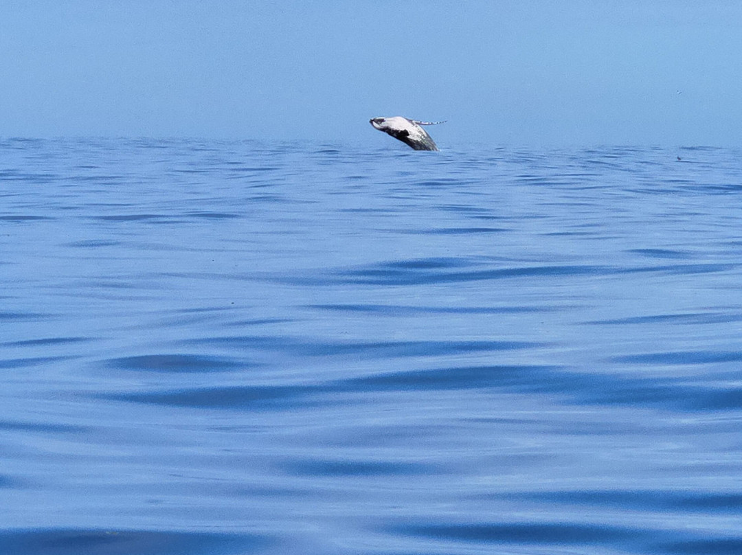 Dive and Sea Tahiti - Base nautique de Puna'auia-普纳奥亚必去景点