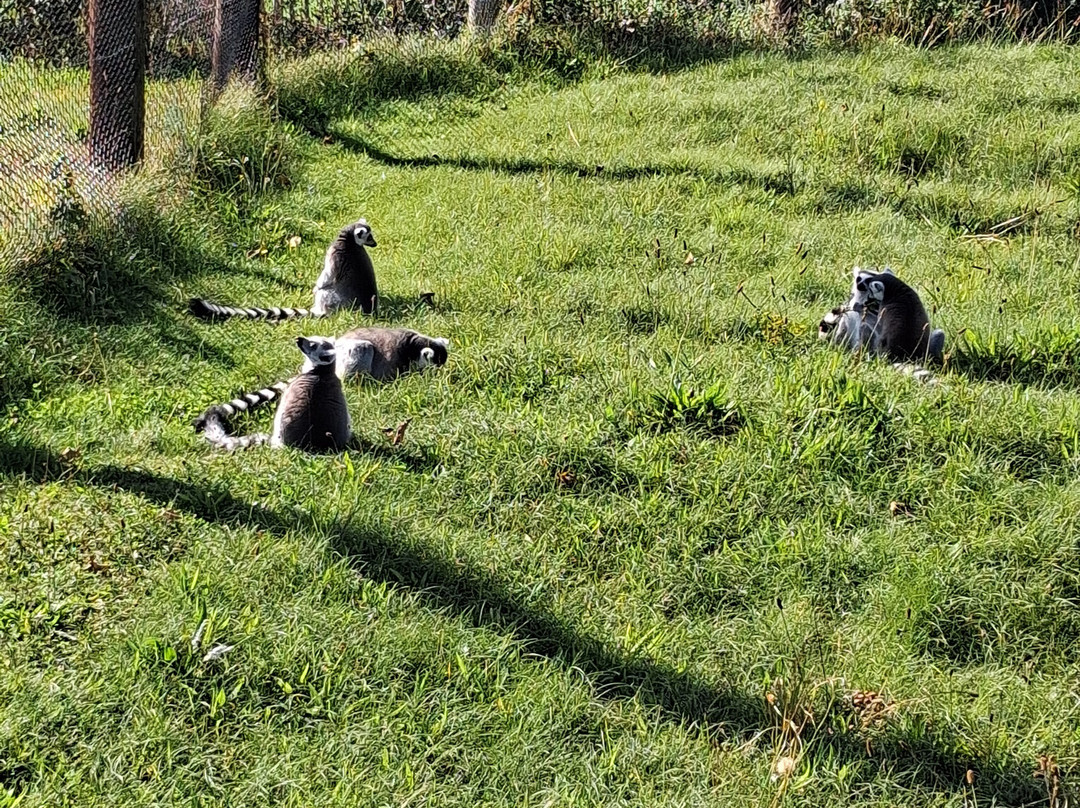 Manor Wildlife Park-St. Florence必去景点