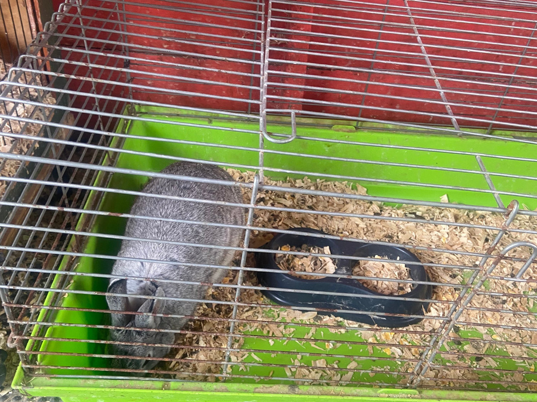 Mollie Moo's Pet Farm-Mullingar必去景点