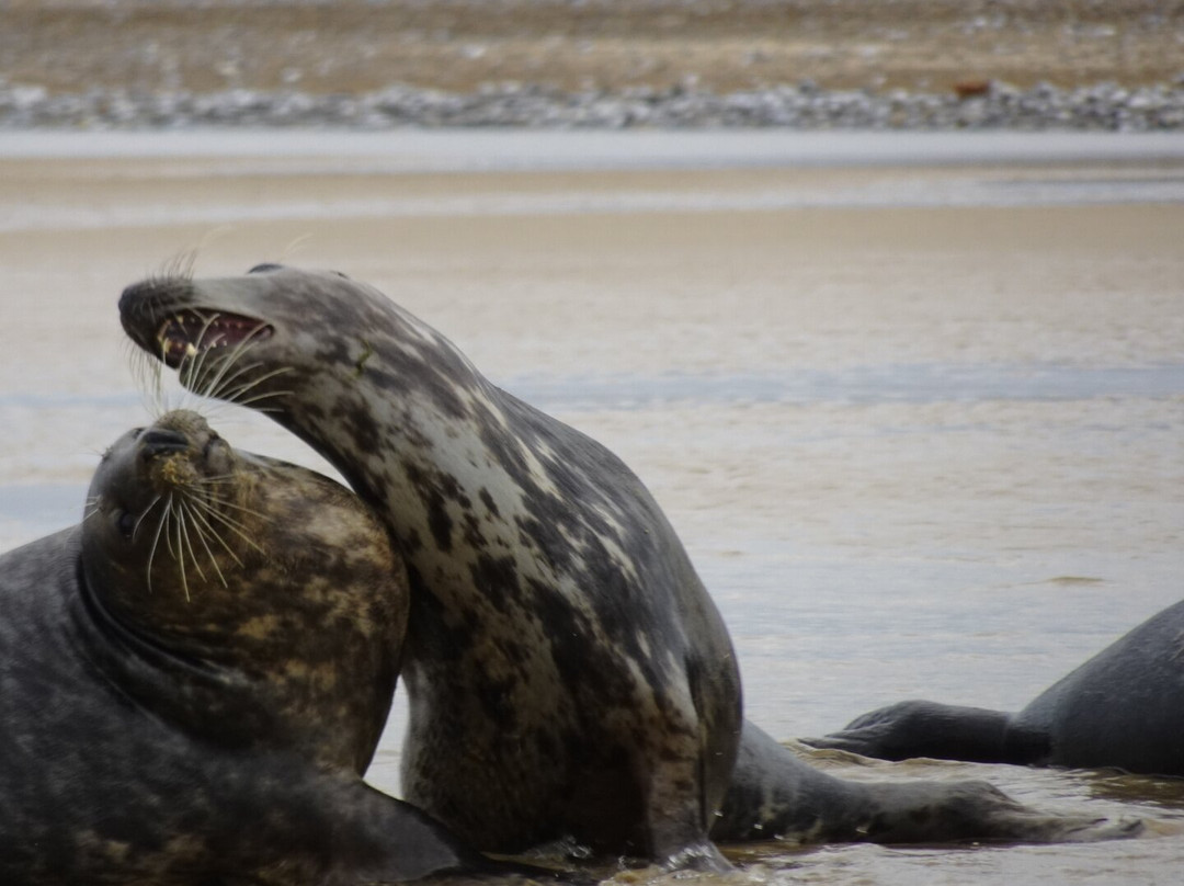 Bishops Boats Seal Trips-布莱克尼必去景点