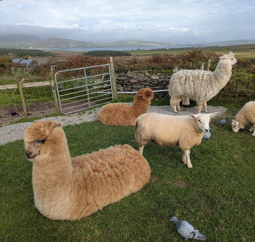 Fairyfort-丁格尔必去景点