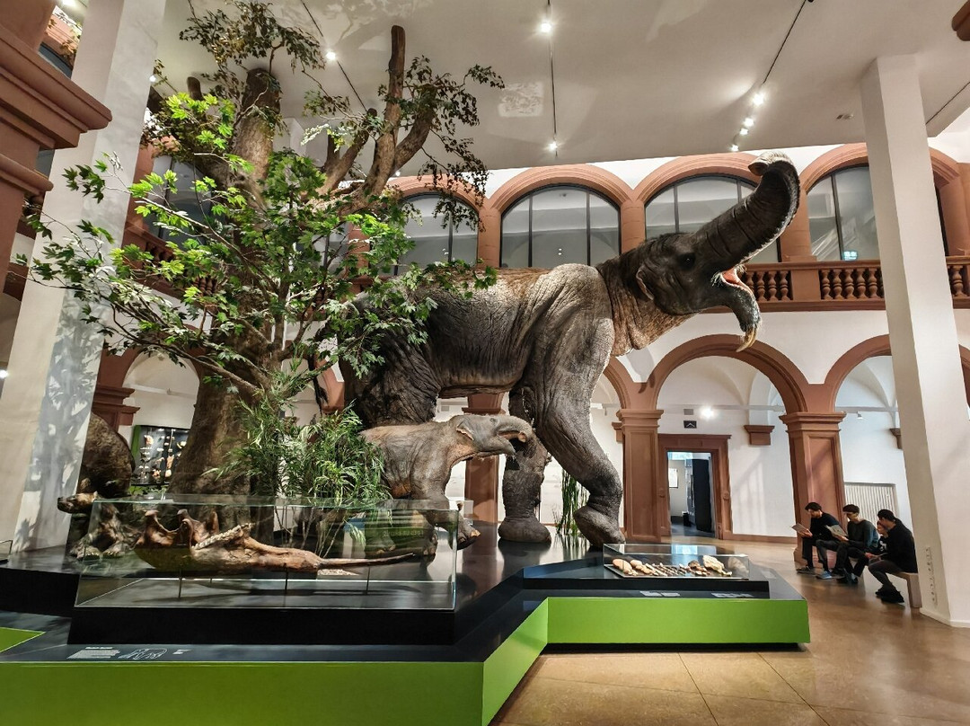 Naturhistorisches Museum Mainz-美因茨必去景点