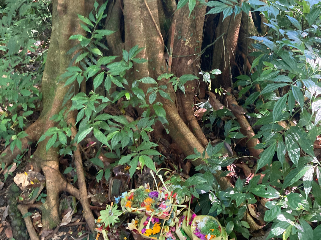 Bali Sunrise Trekking & Tours-乌布必去景点