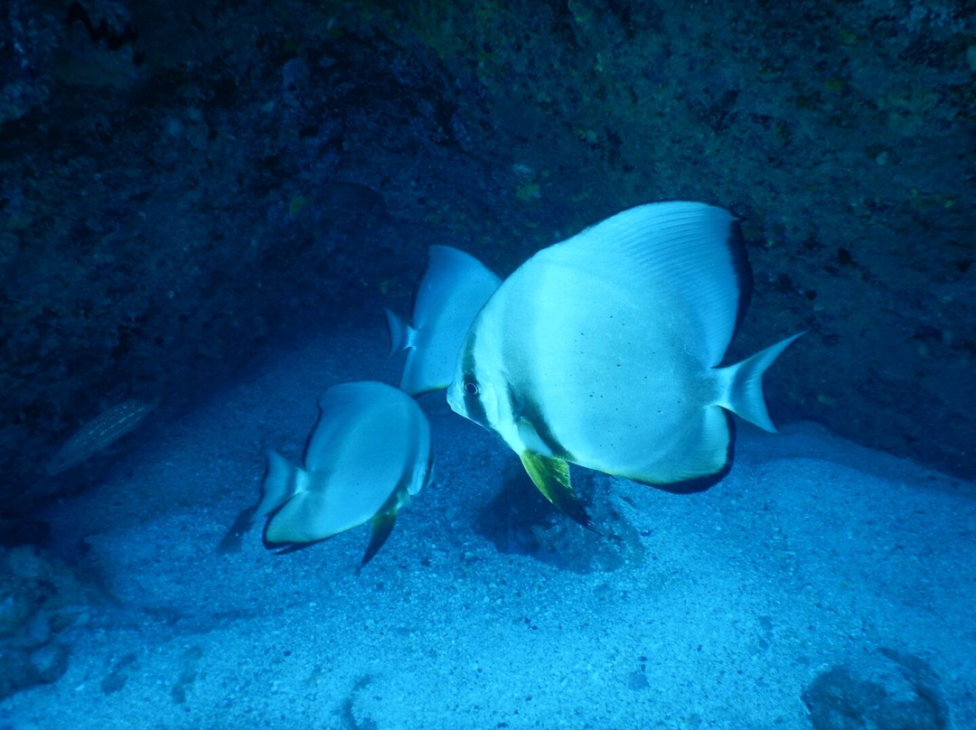 Oceanika Diving Club-伊甸岛必去景点