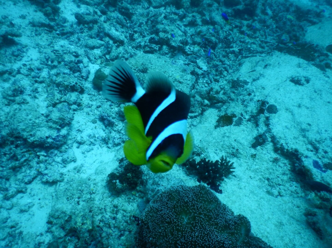 Oceanika Diving Club-伊甸岛必去景点