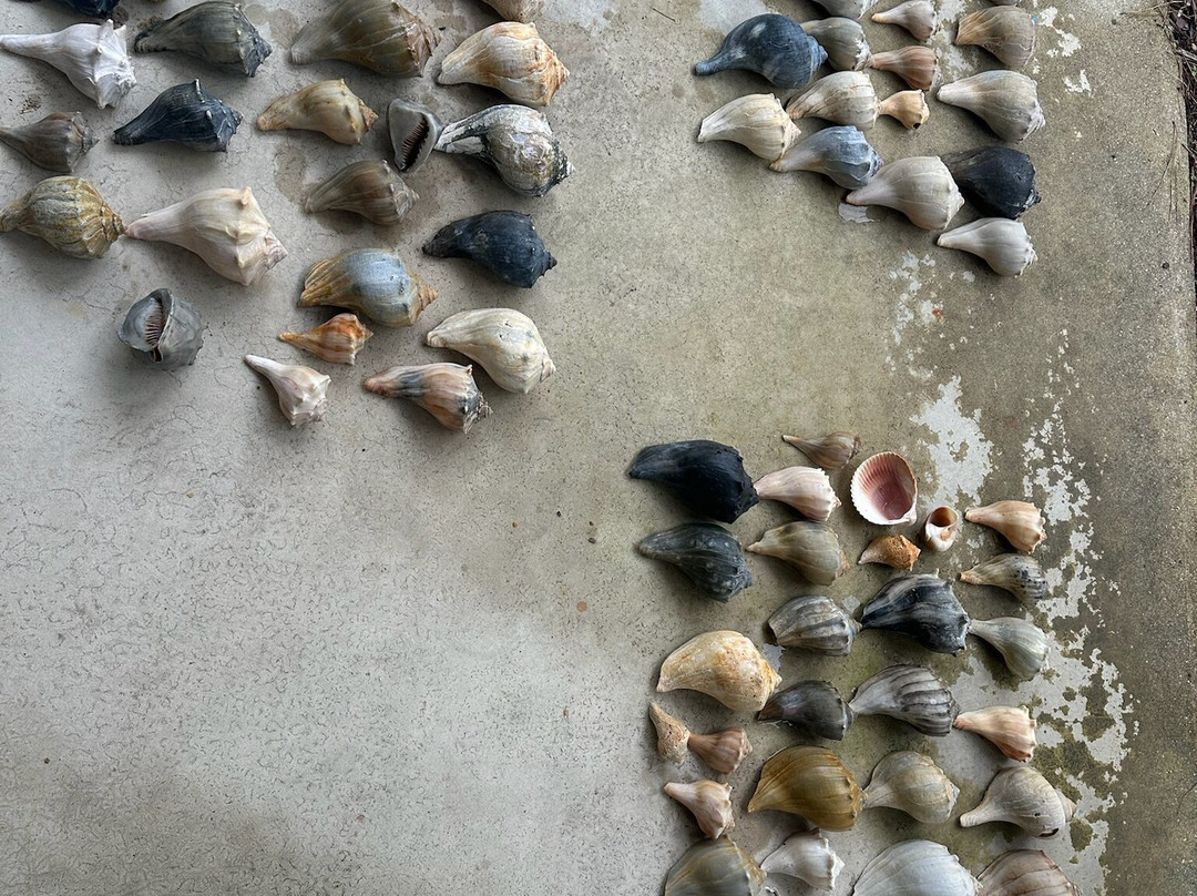 Lookout Cruises-Beaufort必去景点