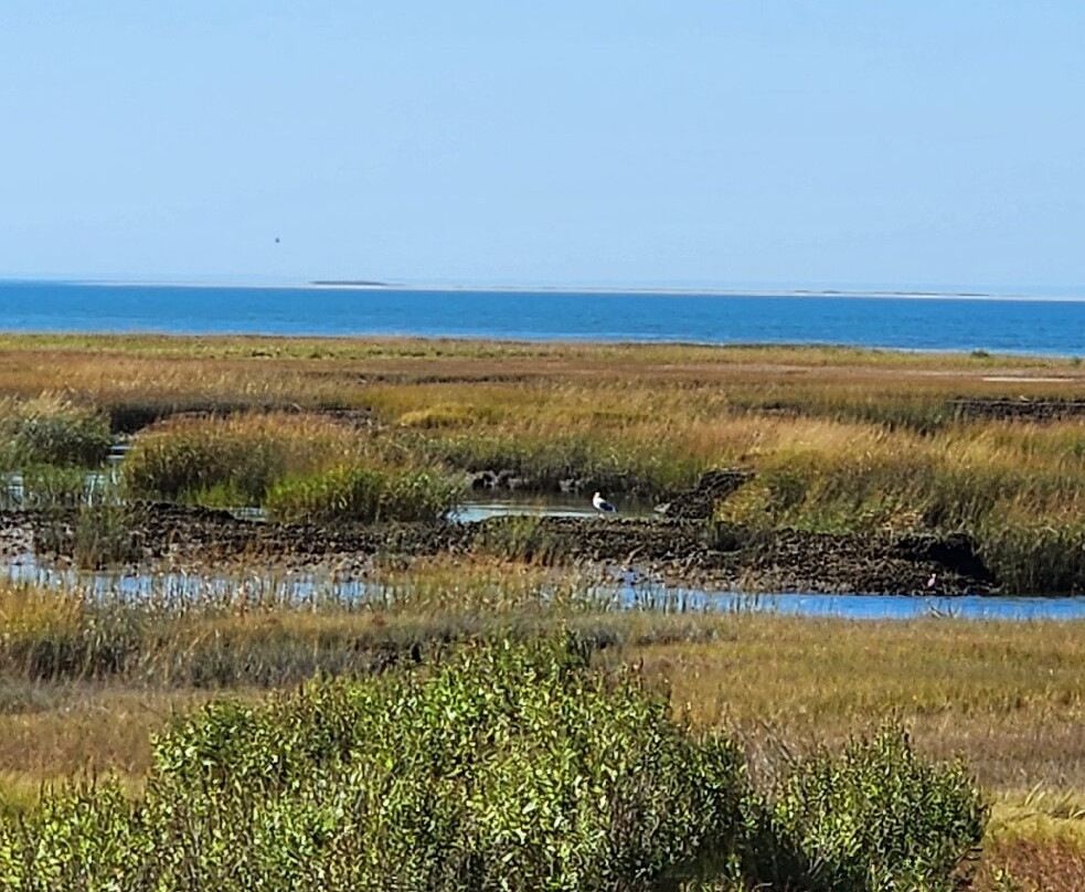 Mass Audubon Wellfleet Bay Wildlife Sanctuary-Wellfleet必去景点