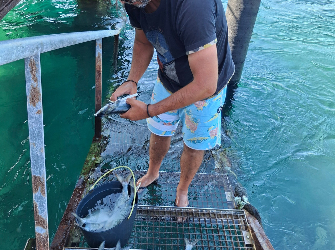 Fantastikspirit Boat Trips & Tours-奥良必去景点