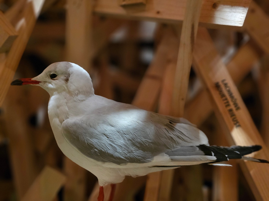 Schweizerische Vogelwarte Sempach-Sempach必去景点