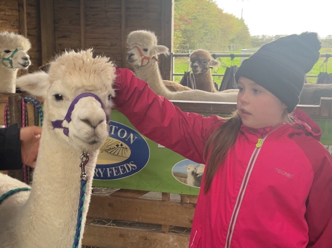 Natterjack Alpacas-Ormskirk必去景点