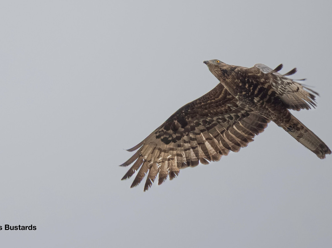 Inglorious Bustards-Facinas必去景点
