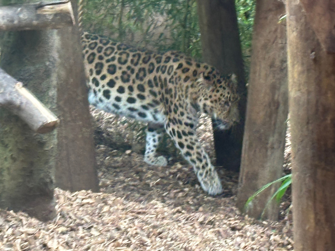 Colchester Zoo-科尔切斯特必去景点