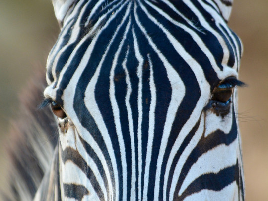 Safari Kenya Con Shakur-瓦塔木必去景点