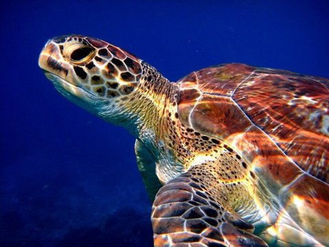 Pirate Divers Bang Niang, Khao Lak-拉克山必去景点