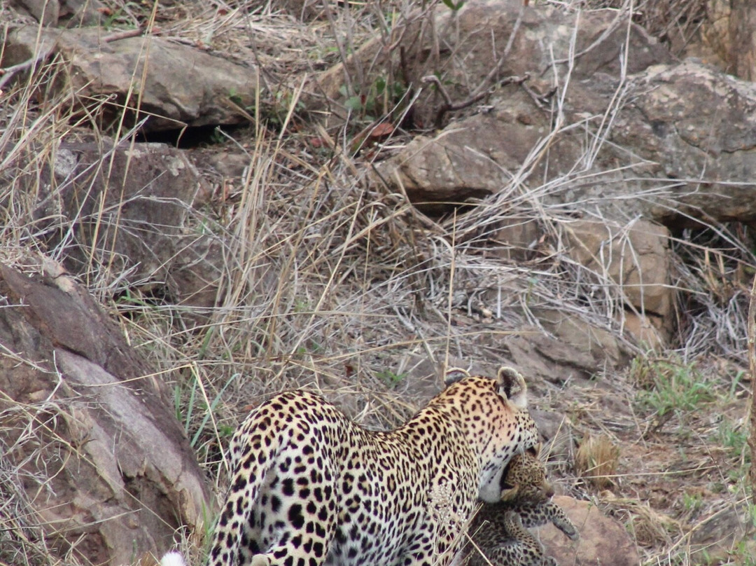 Southern Kruger Safaris-玛洛斯帕克必去景点