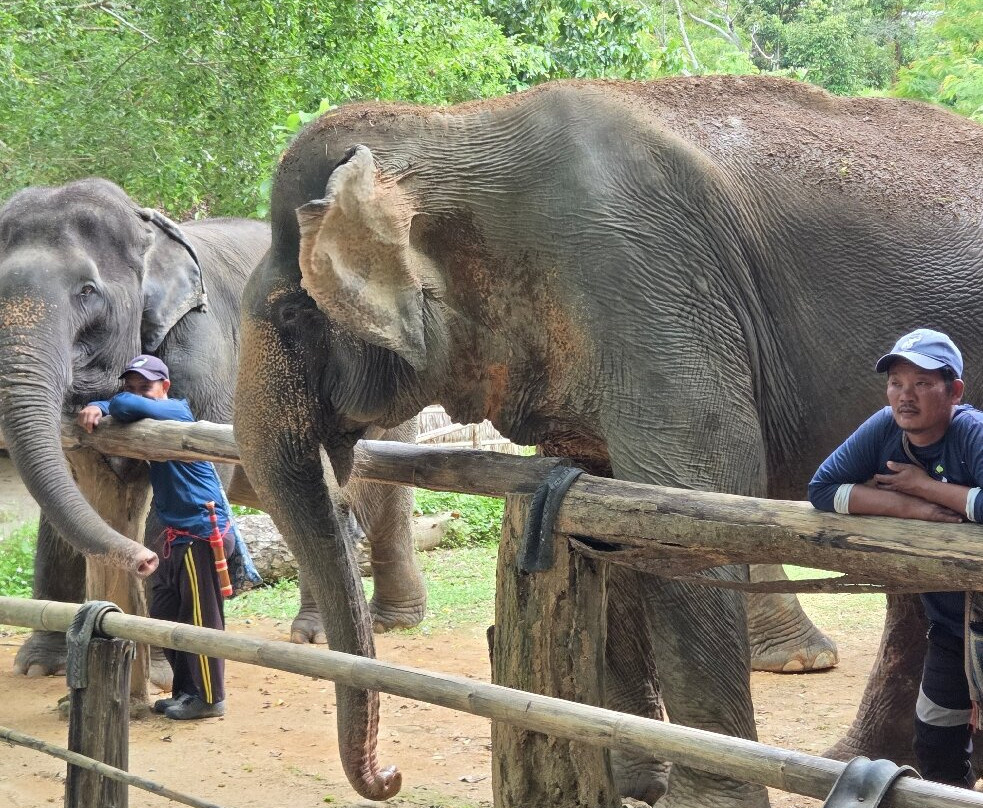 Hidden Forest Elephant Reserve-查龙必去景点