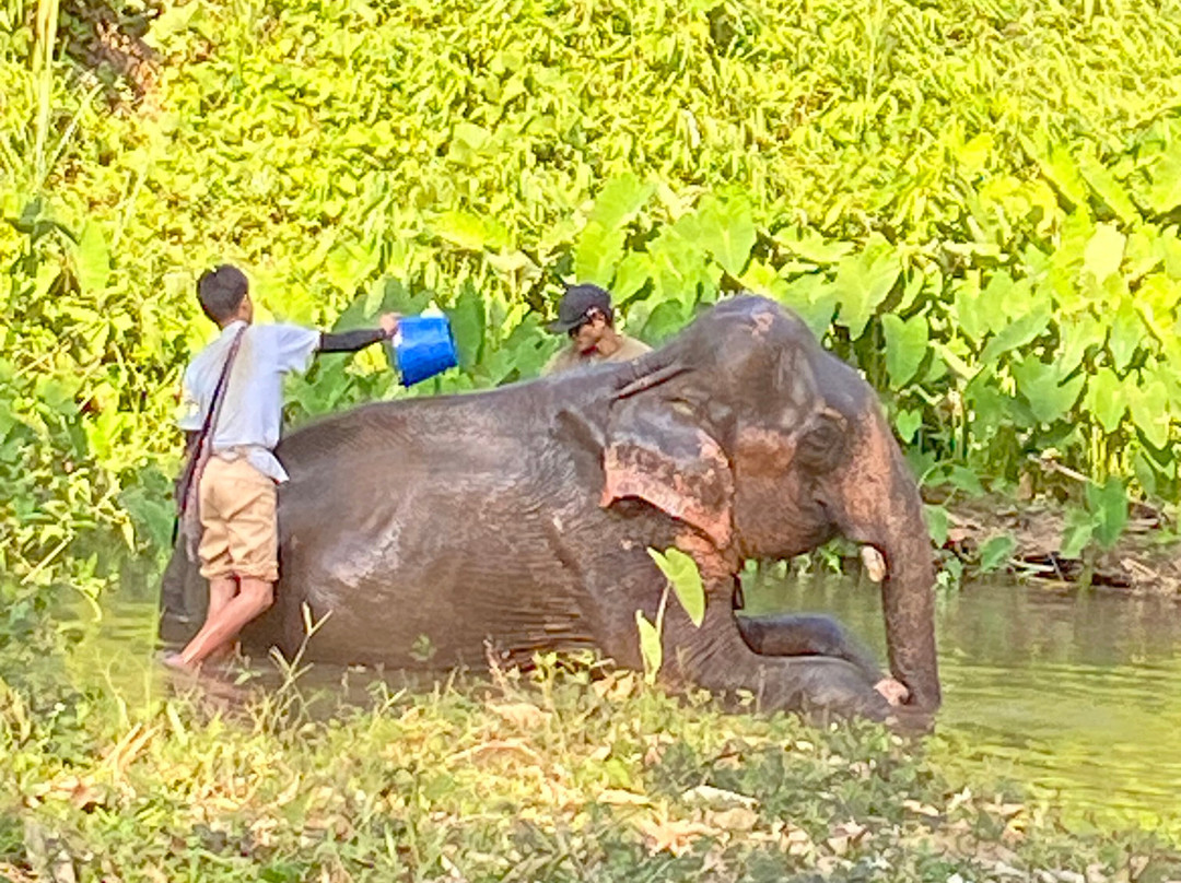 Elephant Peace Project-清莱必去景点