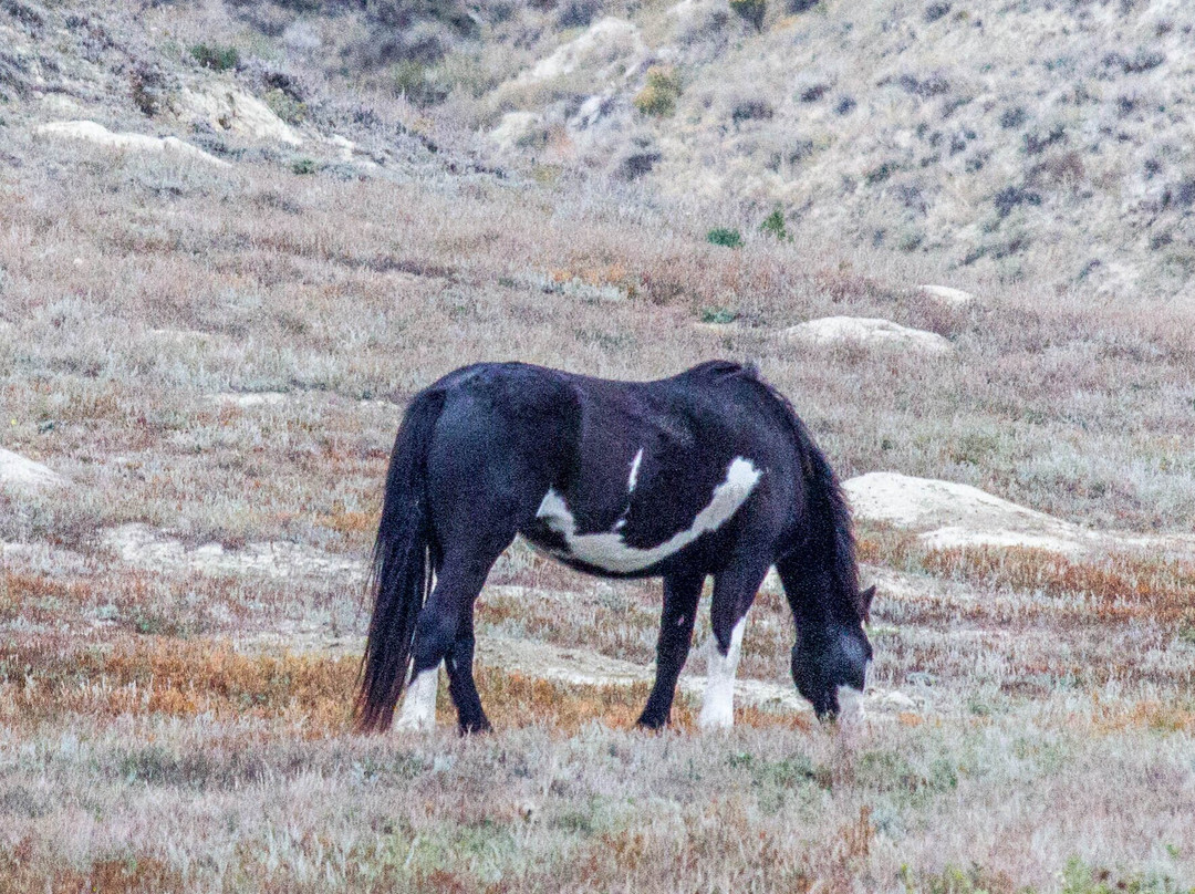 Theodore Roosevelt National Park-Medora必去景点